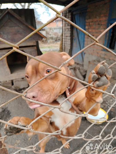 Собака питбуль