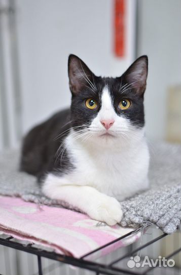 Котик Миша в добрые руки