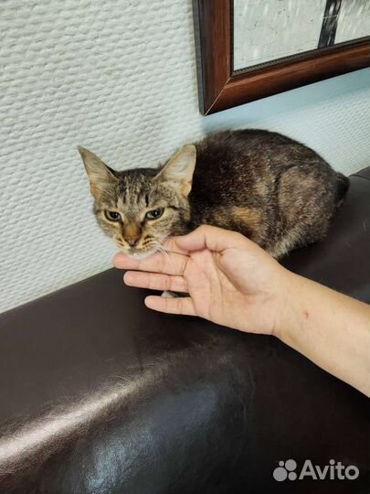 Кошка в дар