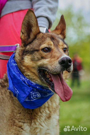 Собака в добрые руки отдам бесплатно