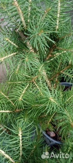 Ель Глаука,Можжевельники, Туи