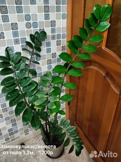 Замиокулькас