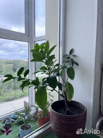 Лимонное дерево