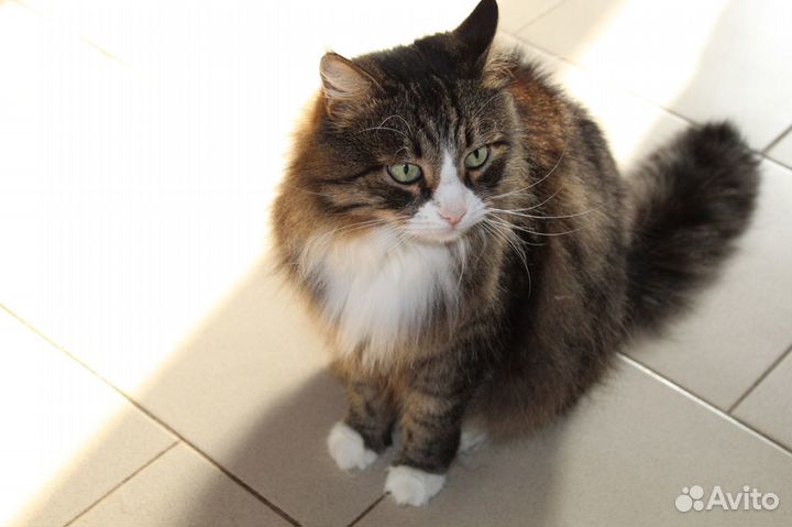 Котик в добрые руки