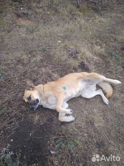 Собака в добрые руки