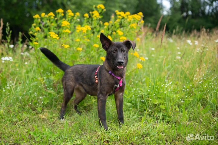 Щенок в добрые руки бесплатно