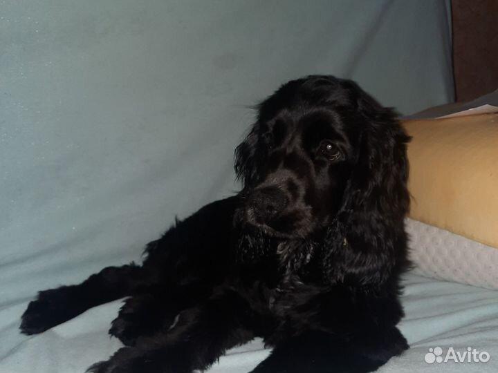 Английский Кокер спаниель