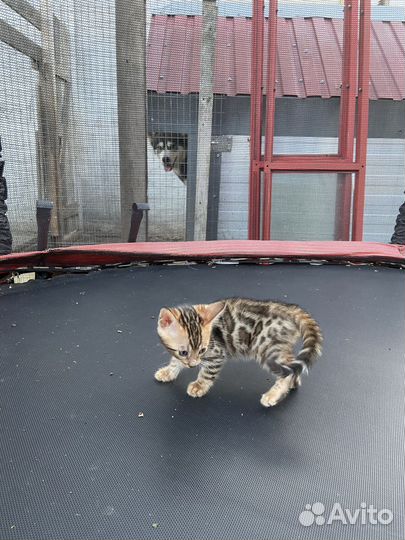 Бенгальские котята