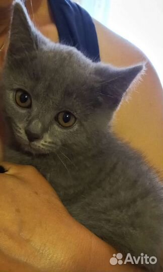 Котенок(девочка)