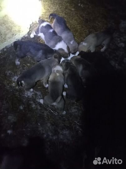 Отдам в добрые руки