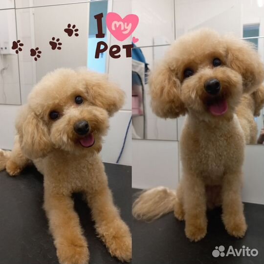 Груминг собак и кошек