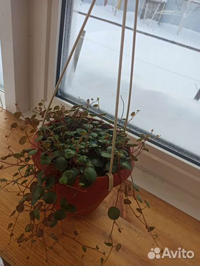 Пеперомия Пепперспот и пеперомия Изабелла