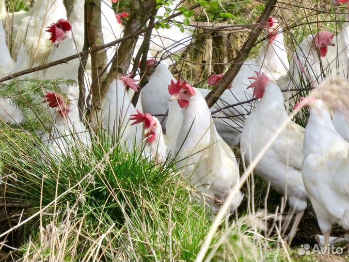 Куры Несушки, Бесплатная доставка
