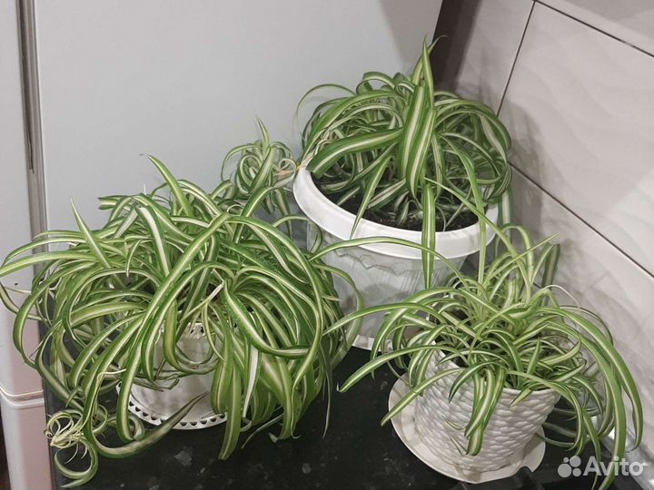 Цветы хлорофитум