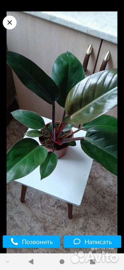 Филодендрон Белый рыцарь, Розовая принцесса