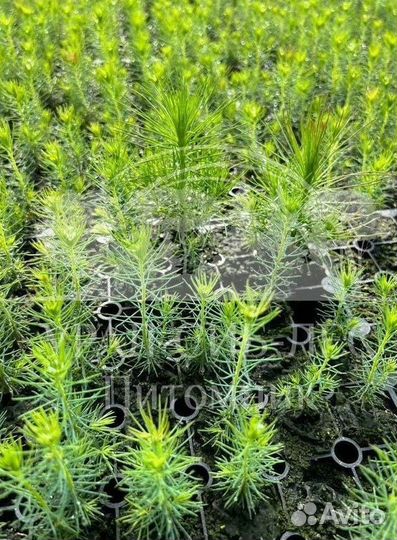 Сеянцы зкс Сосна окс Ель Лиственница Горная