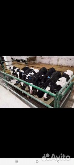 Быки и Тёлки