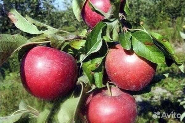 Яблоки, яйца домание, перга пчелиная, мёд