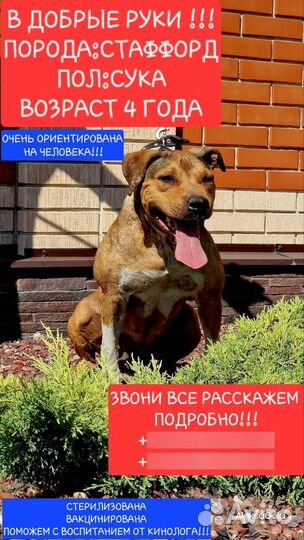 Собака в добрые руки