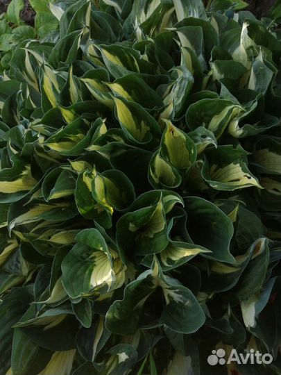 Хосты разные