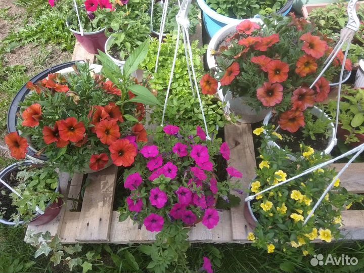 Вегетативная петуния