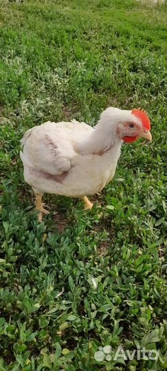 Куры бройлеры