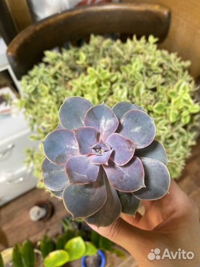 Суккуленты