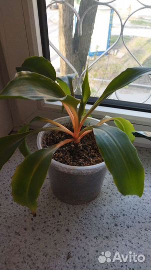 Хлорофитум оранжевый оранж