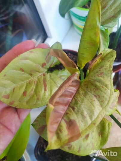 Сингониумы