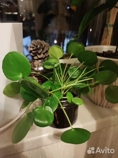 Пилея Кадье (комнатное растение)