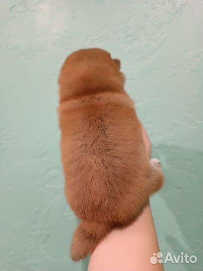 Щенки сиба ину