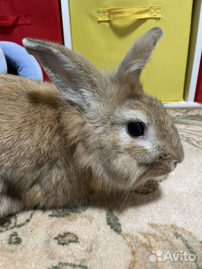 Декоративный кролик в добрые руки