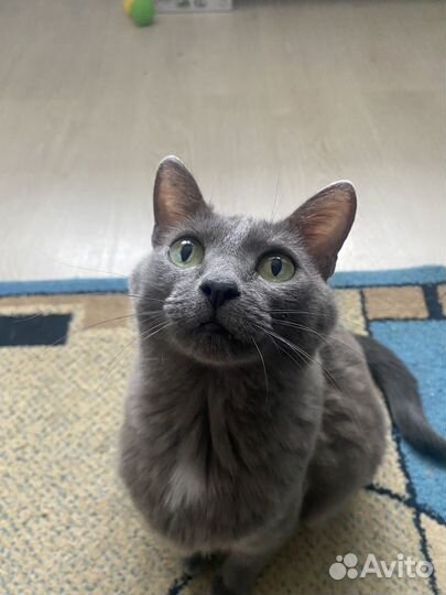 Кошечка Соня