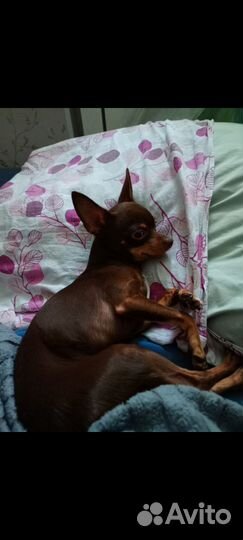 Мини той-терьер вязка