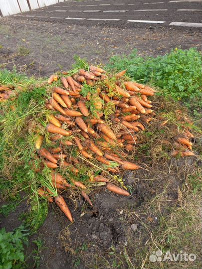 Продам, морковь, бурак, кабачки, перец жгучий