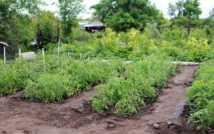 Участок 6 сот. (СНТ, ДНП)