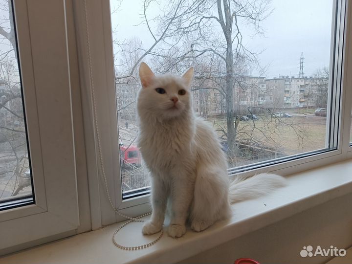 Кошка турецкая ангора