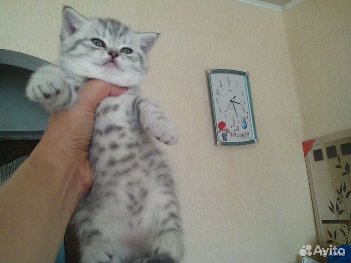 Клубные Британские котята