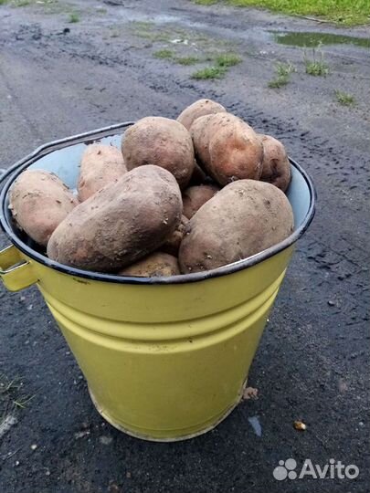 Продам картофель