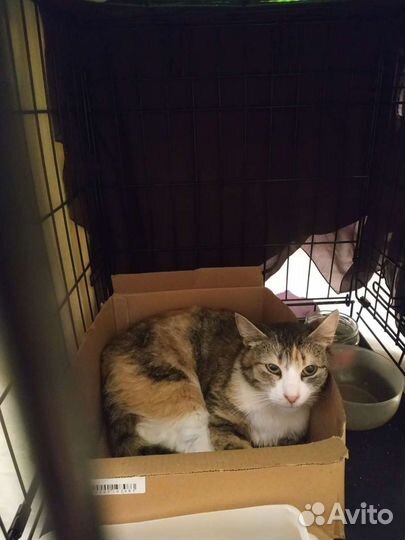 Кошки в добрые руки