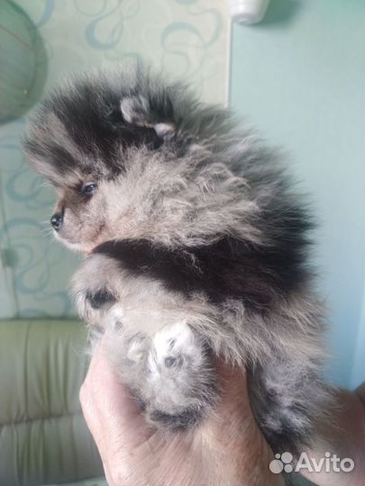 Щенки шпица