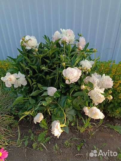 Продаю корни пионов