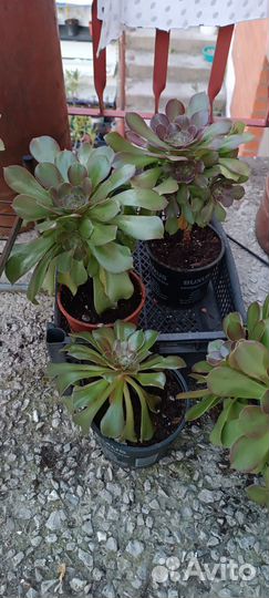 Эониумы в ассортименте