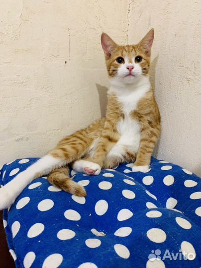 Котенок девочка 4 мес