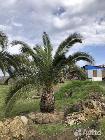 Финиковая пальма