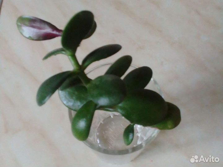 Толстянка. Денежное дерево