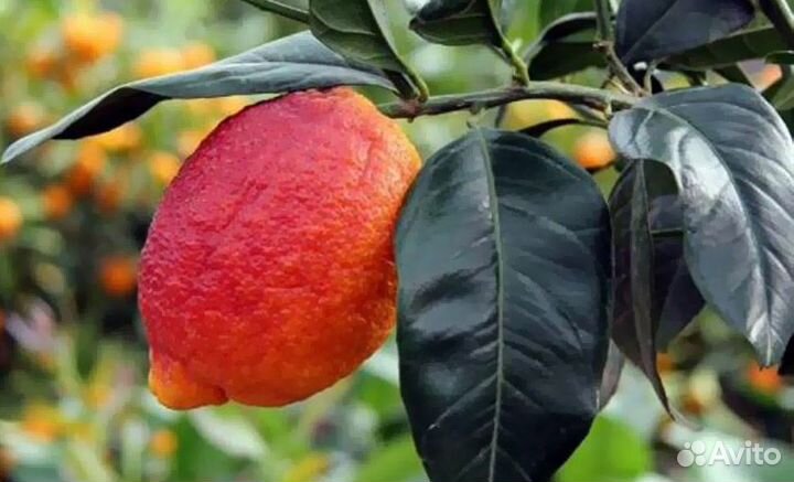 Лимоны плодоносящие сортовые