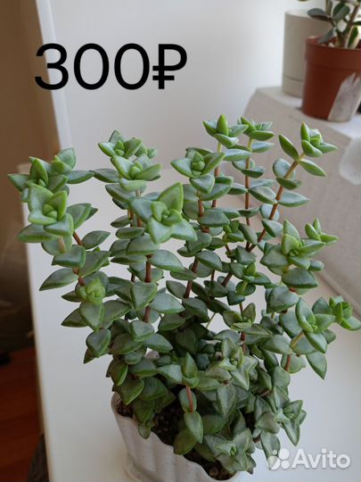 Толстянка крассула