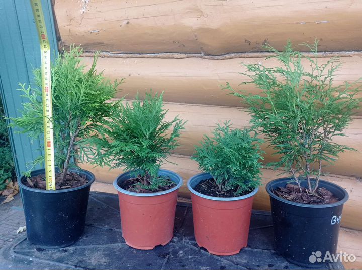 Туя (С1,5), в ассортименте