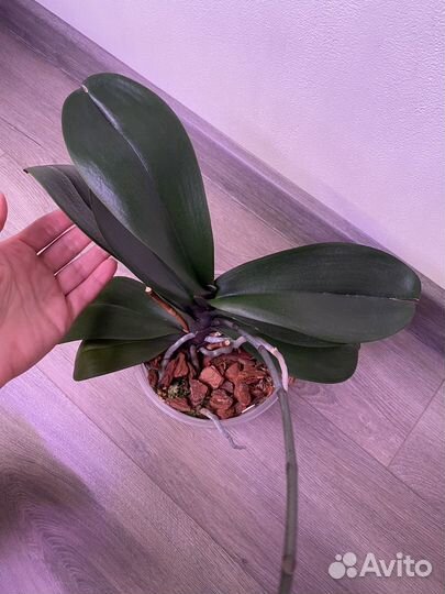 Цветет. Бабочка. Орхидея